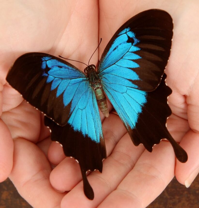 Metamorphosis Healing Center